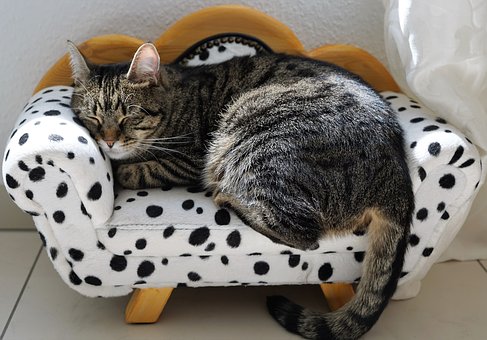 Kattenpis geur verwijderen