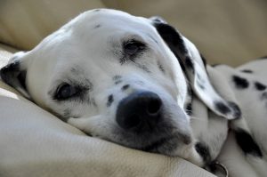 Dalmatiers bank